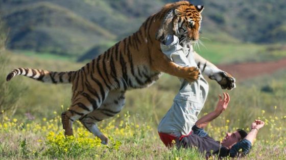 Fauna y acción